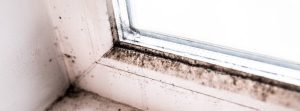 Window With Mold